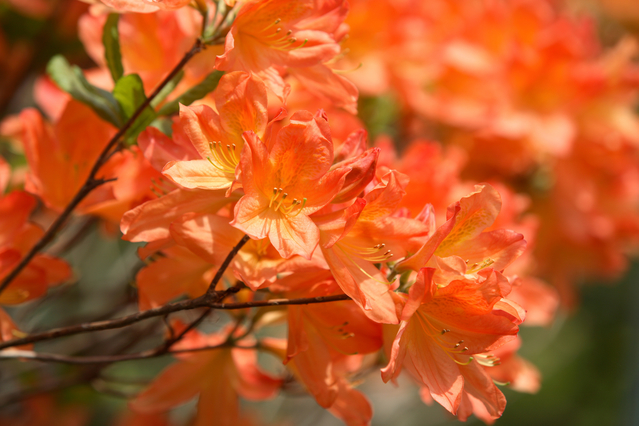 ラブリーレンゲツツジ 毒性 最高の花の画像