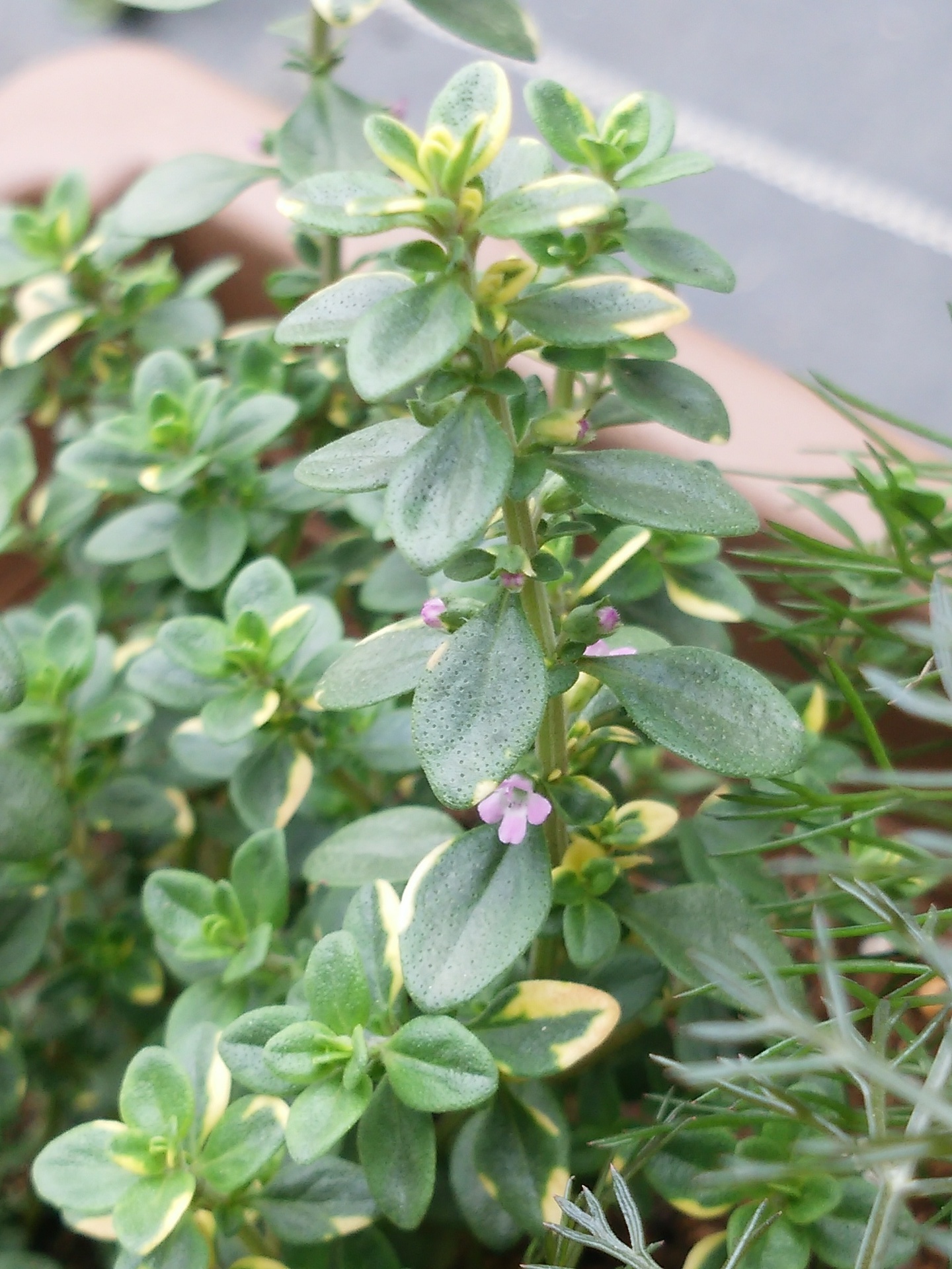 寄せ植え フェンネル パクチー タイム 真昼の庭